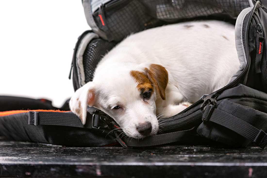 Pour quelles races de chien opter lorsqu&rsquo;on est une personne occupée ?
