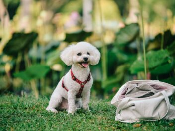 Voici les 8 races de chien qui ont un comportement exemplaire