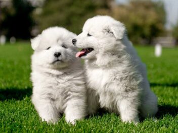 Les 8 races de chien qui détestent la période estivale