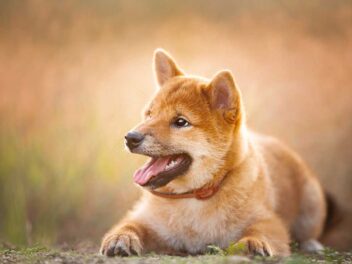 Voici les 6 races de chien qui sont difficiles à maitriser