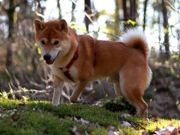 5 races de chien difficiles à élever