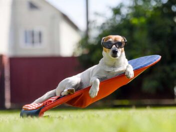 Les 10 races de chien qui dorment très peu