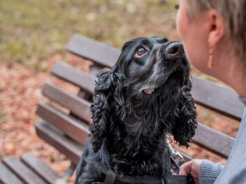 Voici les 10 races de chien qui vont vous émouvoir