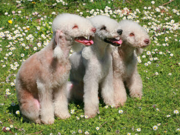 5 races de chien encore inconnues