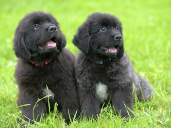 Voici 9 races de chien qui ont beaucoup d’estime pour leur maître