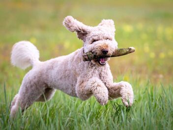 Voici les 7 races de chien qui sont les plus étonnantes