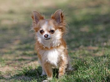 5 races de chien qui sont les plus exclusives