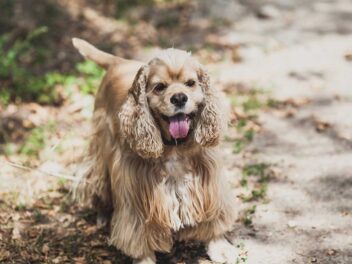 7 races de chien qui sont les plus expansives