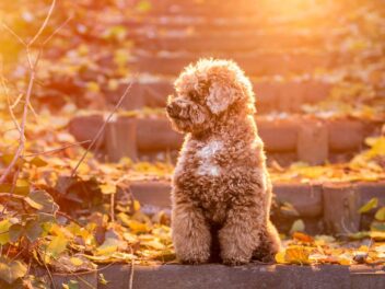 Les 10 races de chien qui sont très faciles à élever