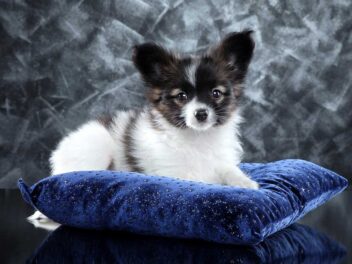 5 races de chien faciles à amadouer