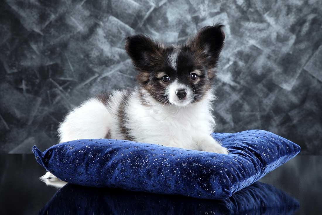 5 races de chien faciles à amadouer