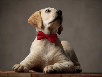 Voici les 9 races de chien qui sont les plus fantastiques