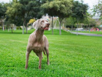 Voici les 10 races de chien qui sont les plus fiables