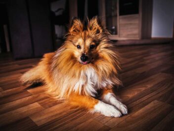 Les 8 races de chien qui sont les plus formidables