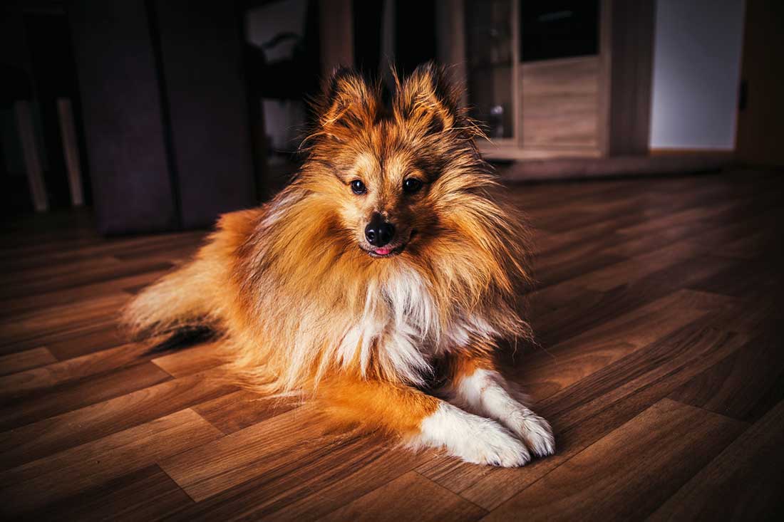 races de chien qui sont formidables 