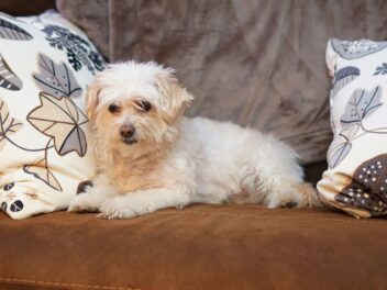 5 races de chien qui gardent la même taille