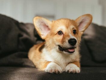 Voici 8 races de chien qui font preuve d’une grande curiosité