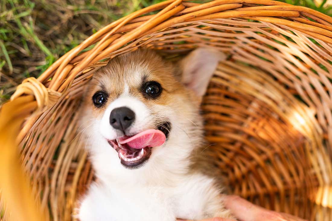 races de chien qui sont d’une grande sympathie