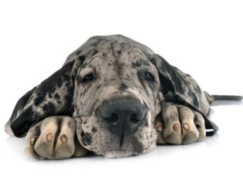 8 races de chien qui sont d’humeur égale