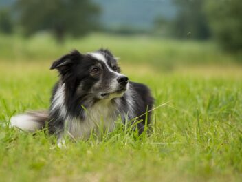 5 races de chien idéales pour les personnes qui ont du temps