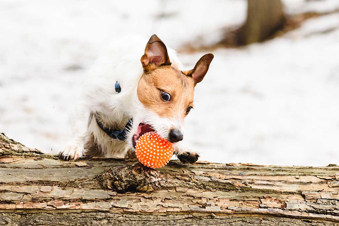 Les 9 races de chien qui sont les plus impétueuses