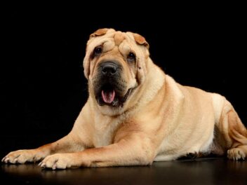 5 races de chien qui sont souvent indomptables