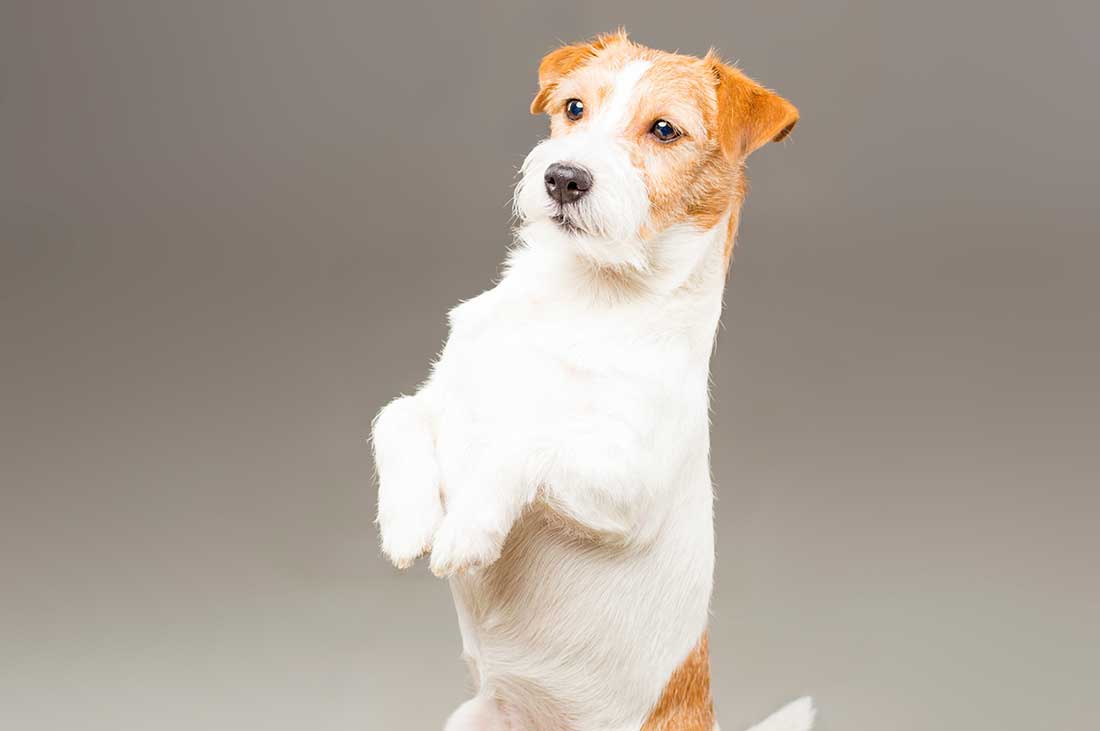 Les 8 races de chien qui ne vont jamais s’assagir