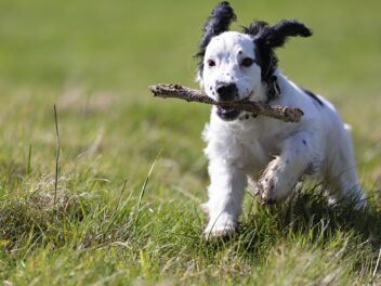 5 races de chien qui ne se laissent pas commander