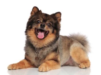 Les 9 races de chien qui ont beaucoup de mal à se contenir