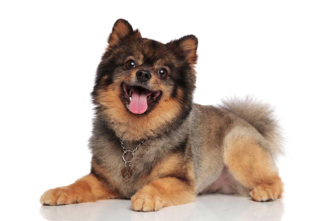 Les 9 races de chien qui ont beaucoup de mal à se contenir