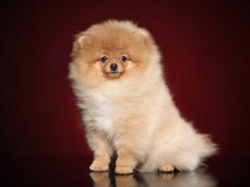 7 races de chien qui montrent qu’elles sont là