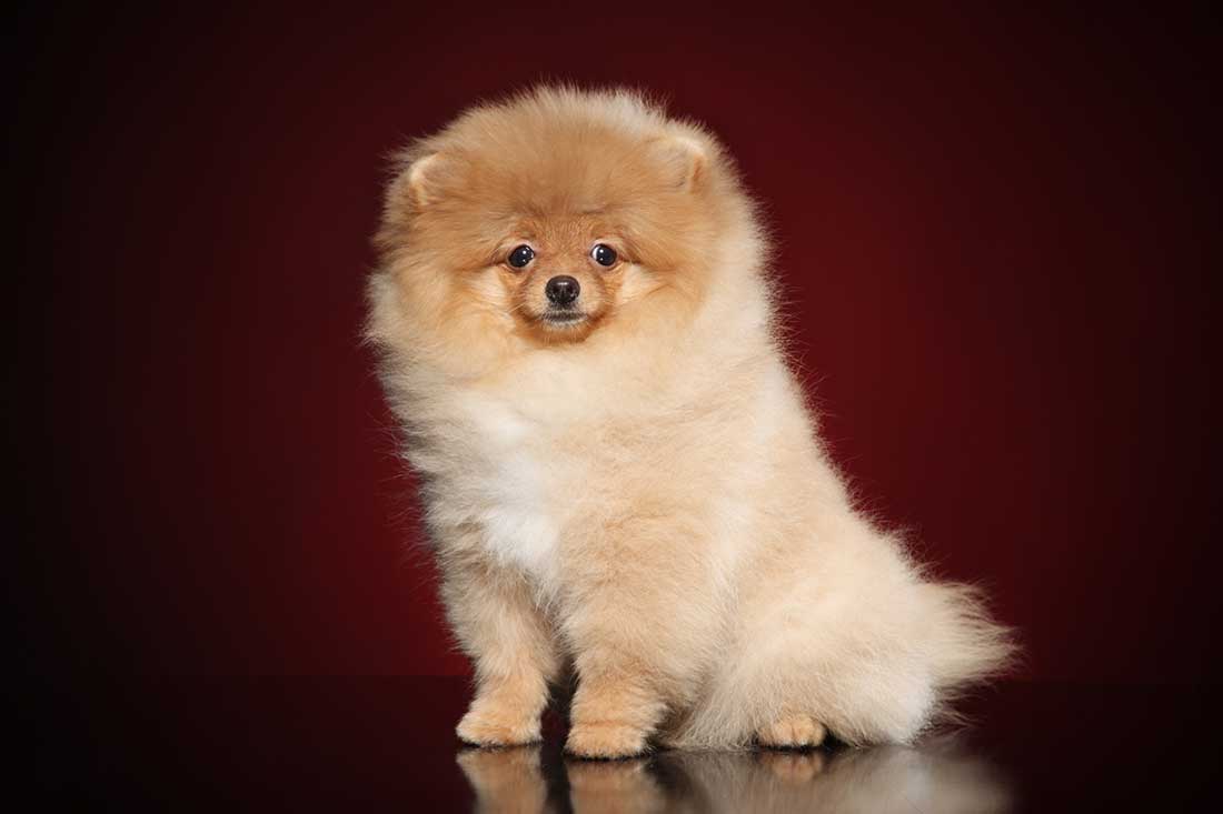 7 races de chien qui montrent qu’elles sont là