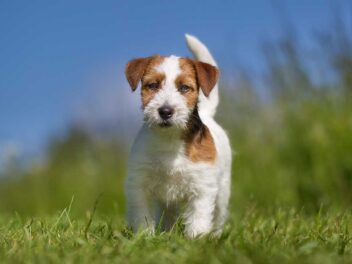 5 races de chien qui sont les plus nerveuses