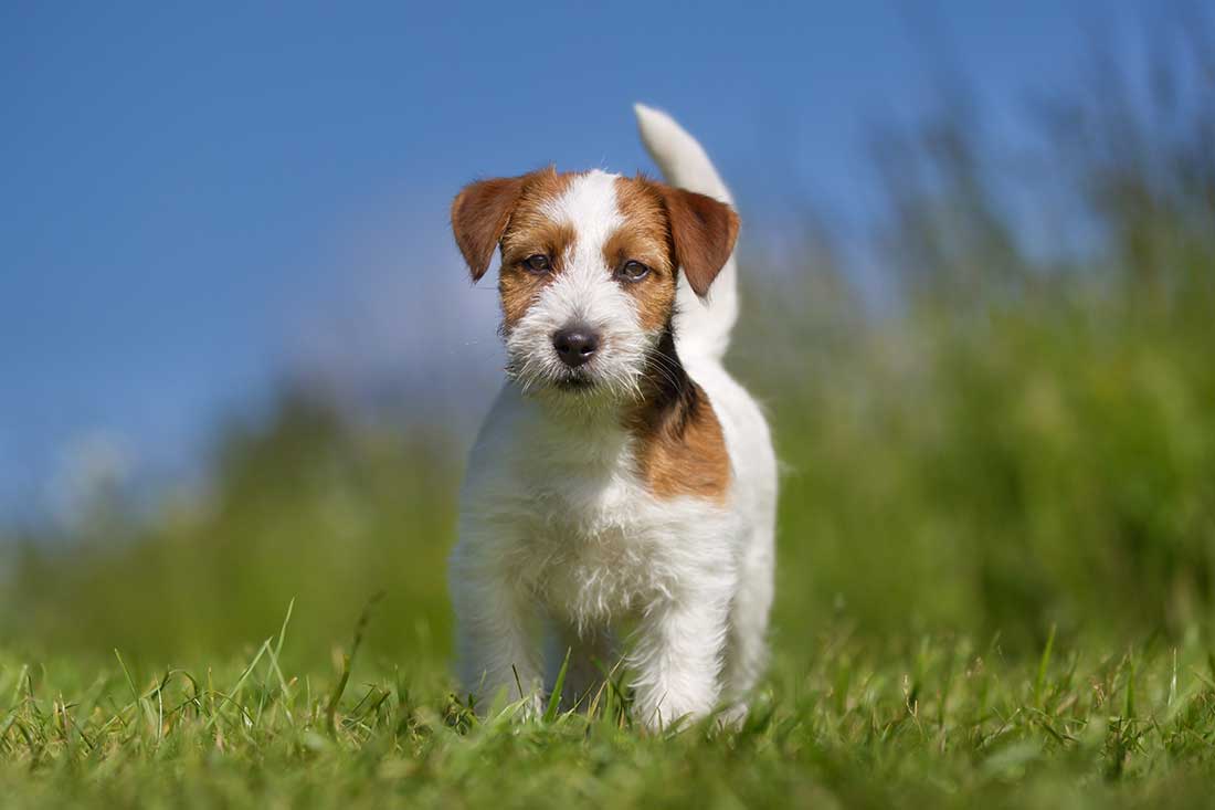 5 races de chien qui sont les plus nerveuses