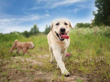 Les 9 races de chien qui ne sont pas craintives