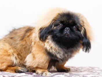 5 races de chien qui n’ont pas peur du conflit