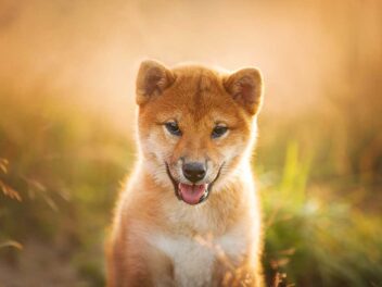 5 races de chien qui sont les plus persévérantes