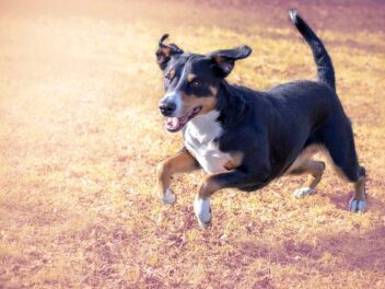 Voici les 9 races de chien qui ont les caractères les plus affirmés