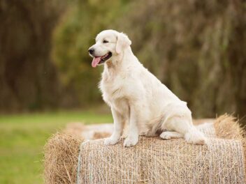 Voici les 9 races de chien qui sont les plus perspicaces