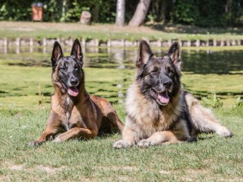 Voici 9 races de chien qui sont les plus braves