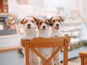 6 races de chien qui sont les plus fougueuses