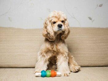 Les 9 races de chien qui sont les plus insoumises de toutes