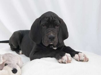 Les 5 races de chien qui sont les plus puissantes