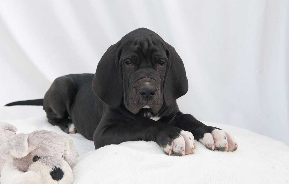 Les 5 races de chien qui sont les plus puissantes