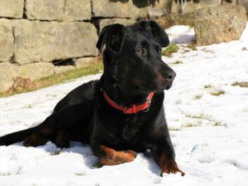 5 races de chien qui sont les plus solides et robustes