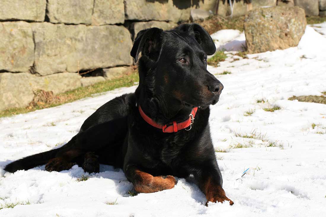 5 races de chien qui sont les plus solides et robustes