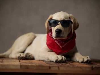 7 races de chien que l’on voit partout