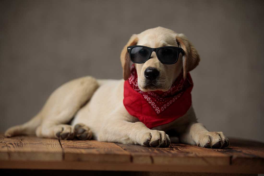 7 races de chien que l’on voit partout