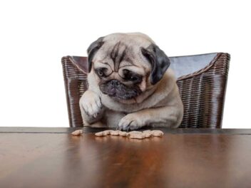 Les 8 races de chien qui supportent d&rsquo;être enfermées à la maison