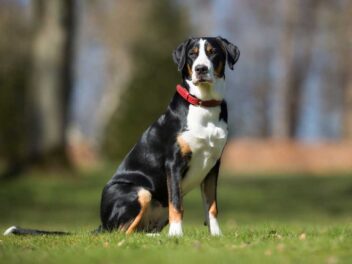 Les 9 races de chien qui ne quitteront jamais leur maître